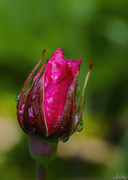 6th Jun 2024 - Raindrops On Roses