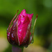 Raindrops On Roses by jgpittenger
