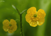 6th Jun 2024 - Two Cheery Wet Blooms