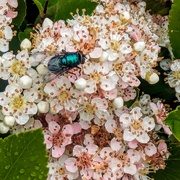 3rd Jun 2024 - Bluebottle fly