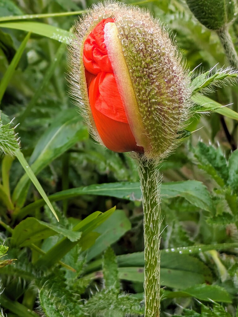 Poppy bud by zilli