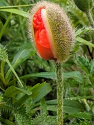 1st Jun 2024 - Poppy bud