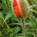 Poppy bud by zilli