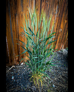 1st Jun 2024 - Tall grass