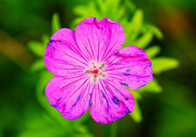 6th Jun 2024 - Geranium flower, this evening in the garden...