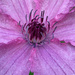 Clematis Close-Up by falcon11