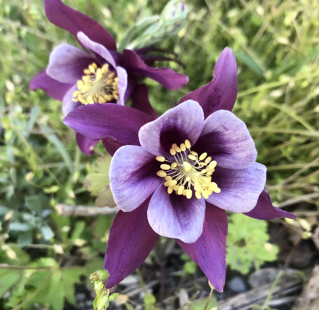 Purple Columbine Flower by dailypix