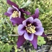 Purple Columbine Flower by dailypix