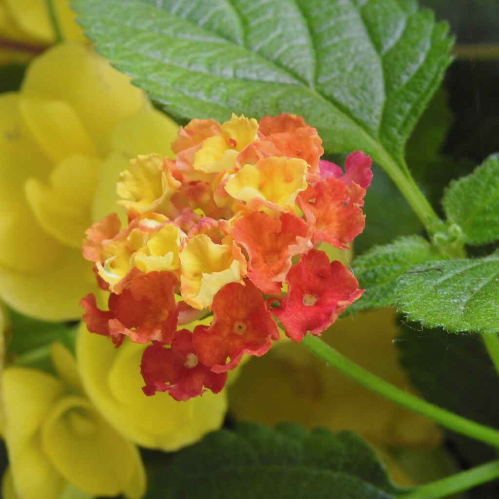 Lantana by sunnygreenwood