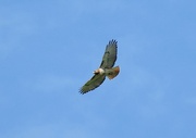 31st May 2024 - Red-tailed Hawk