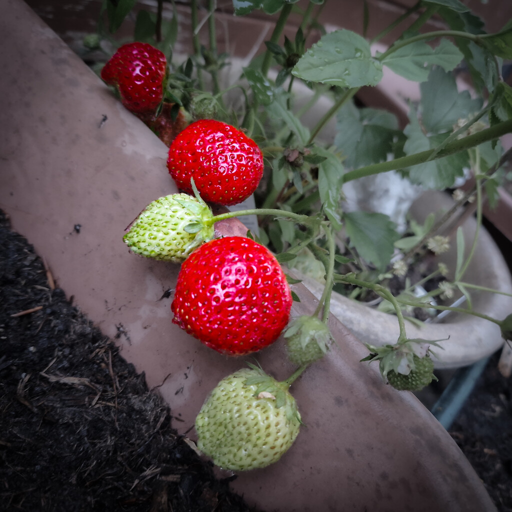 Ripe for the picking by andyharrisonphotos