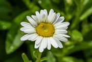 6th Jun 2024 - Shasta Daisy