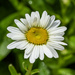 Shasta Daisy by kvphoto