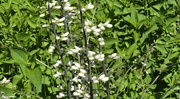 6th Jun 2024 - White false indigo