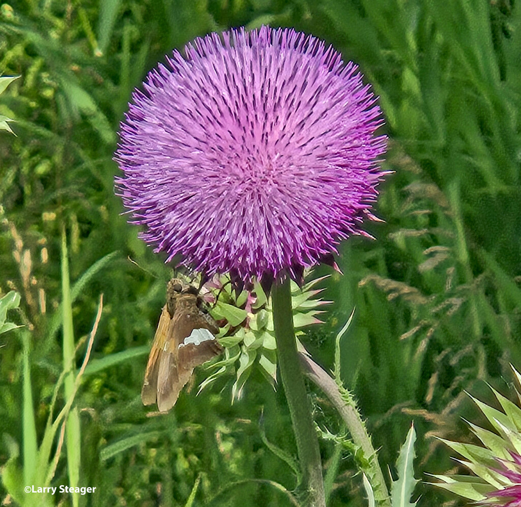 Silver-spotted skipper and Puple giant thistle by larrysphotos
