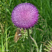 Silver-spotted skipper and Puple giant thistle