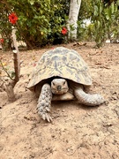 6th Jun 2024 - Tortoise