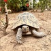 Tortoise by kjarn