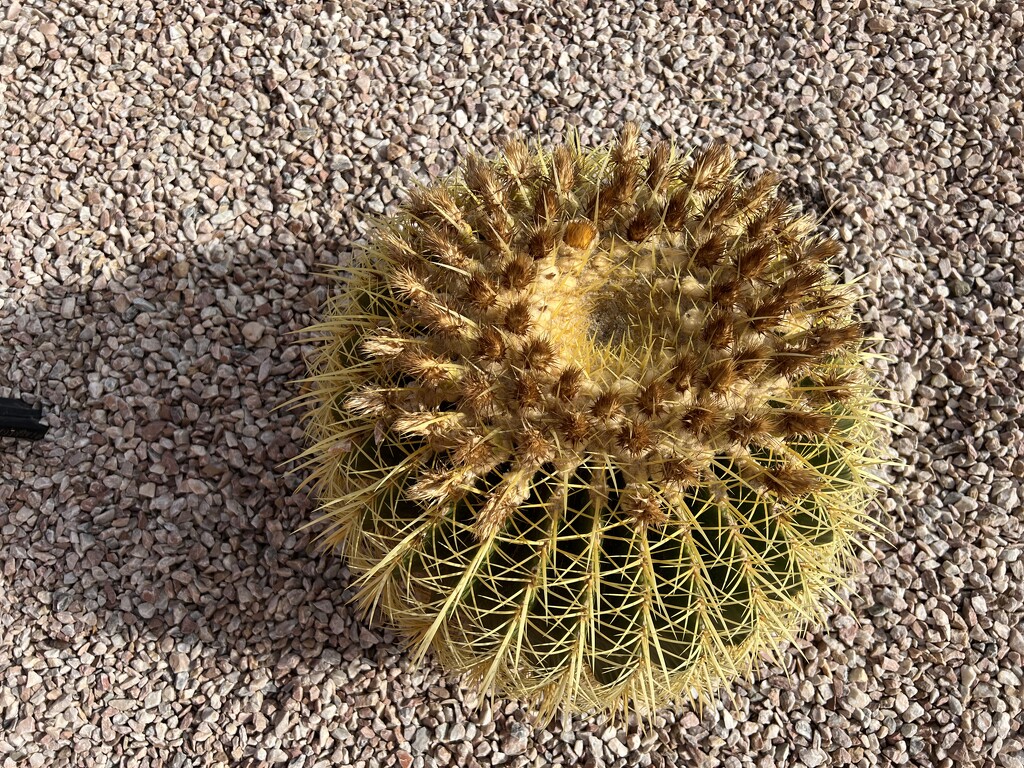 Prickly 1 by cadu