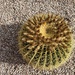 Prickly 1