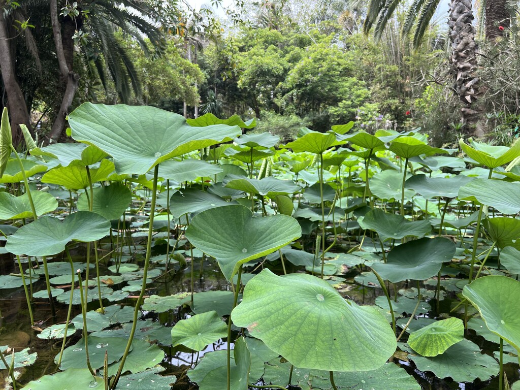 Lotus leaves by cadu