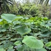 Lotus leaves by cadu