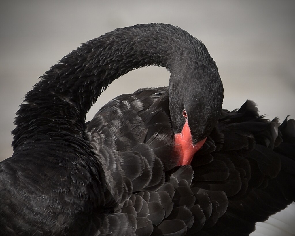 Black swan by johnfalconer