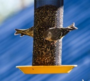 6th Jun 2024 - Finches