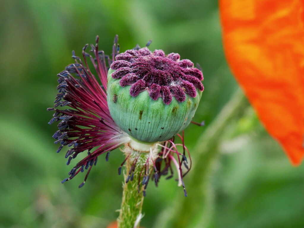 Poppy sabi by ljmanning