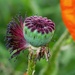 Poppy sabi