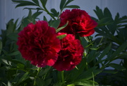 6th Jun 2024 - Three Peonies