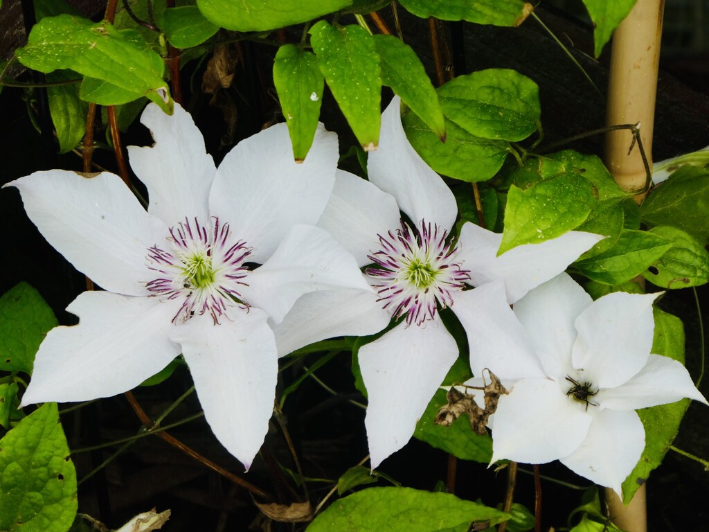 More clematis by mtb24