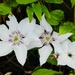 More clematis