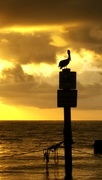 6th Jun 2024 - Pelican Perch