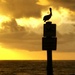 Pelican Perch by photohoot