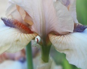 6th Jun 2024 - Garden Spiders