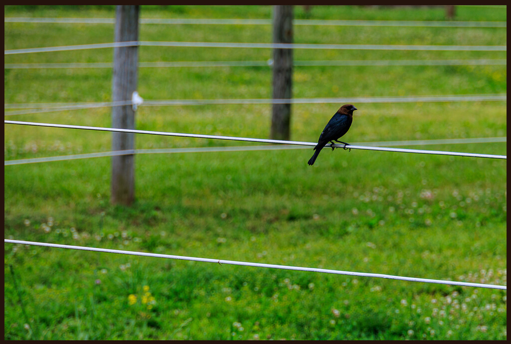 Bird on a Wire by hjbenson