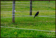 6th Jun 2024 - Bird on a Wire