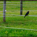 Bird on a Wire