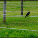 Bird on a Wire by hjbenson