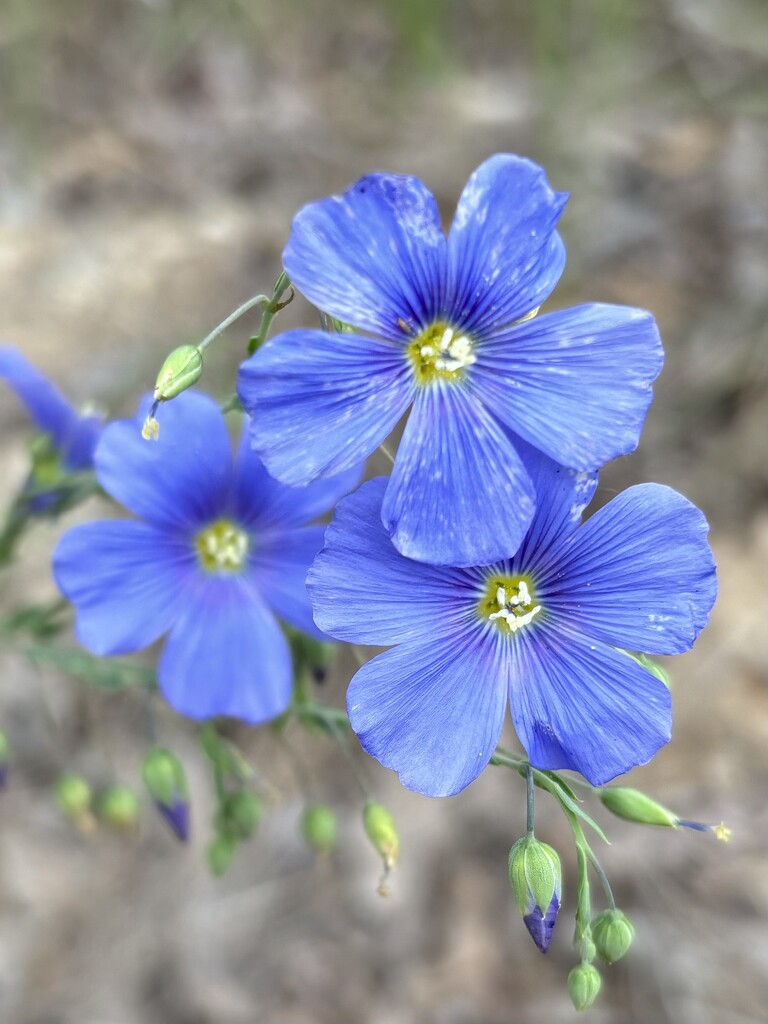 Flax by pirish