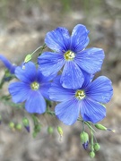 6th Jun 2024 - Flax