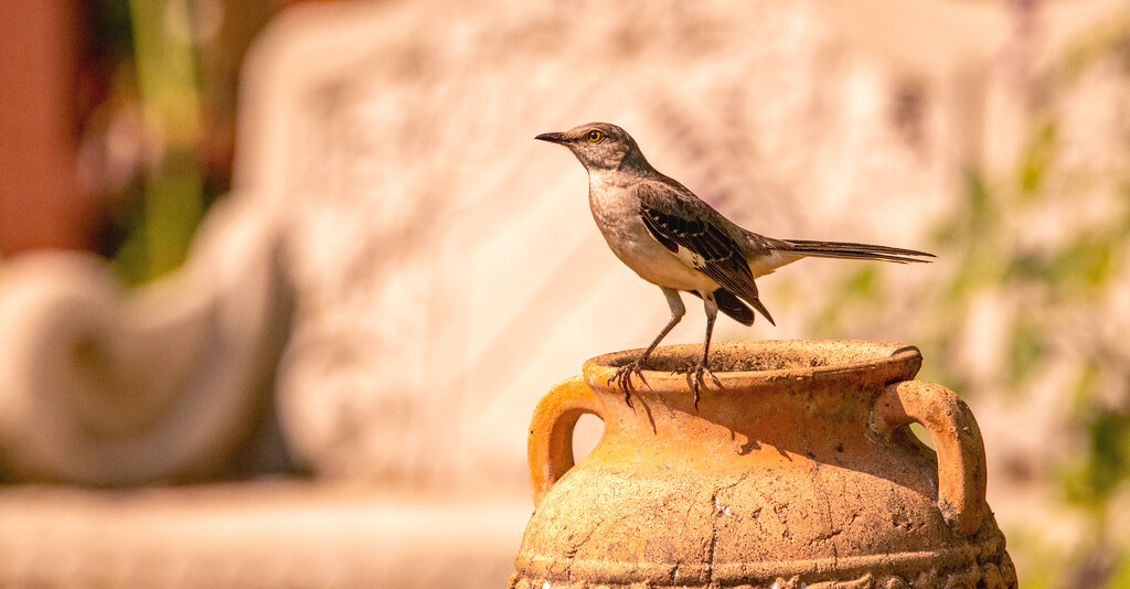 Mockingbird on the Urn! by rickster549