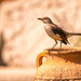 Mockingbird on the Urn! by rickster549