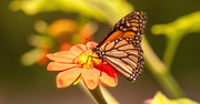 6th Jun 2024 - Monarch Butterfly!