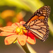 Monarch Butterfly! by rickster549