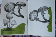 5th Jun 2024 - shrooms