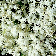 7th Jun 2024 - Elderflower