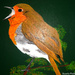 Robin (painting)