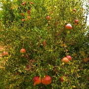 3rd Jun 2024 -  Ornamental Pomegranate Tree ~ 